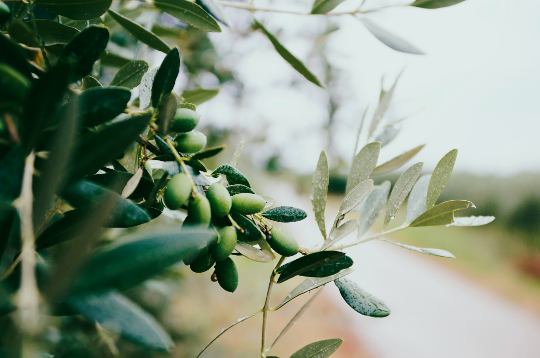 Le savoir-faire artisanal de l’huile d’olive camarguaise : un tresor du terroir